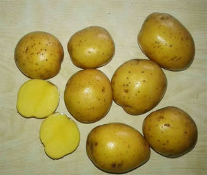 Ziemniaki Colombo: opis gatunku, zdjęcia, opinie tych, którzy wsadzisz