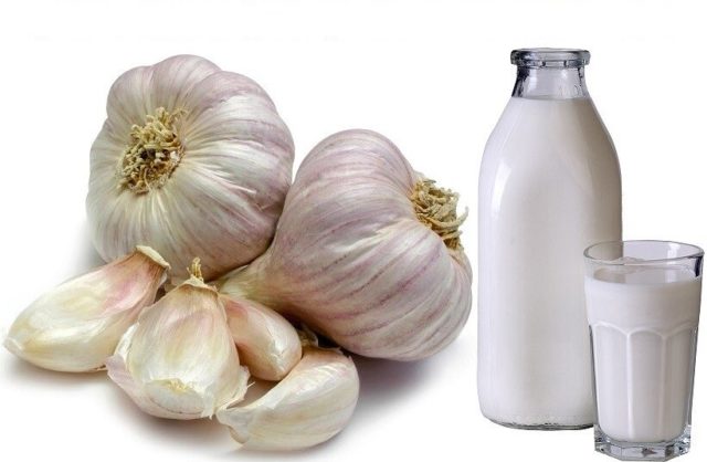 Mleko czosnkowe: właściwości lecznicze, jak gotować, korzyści