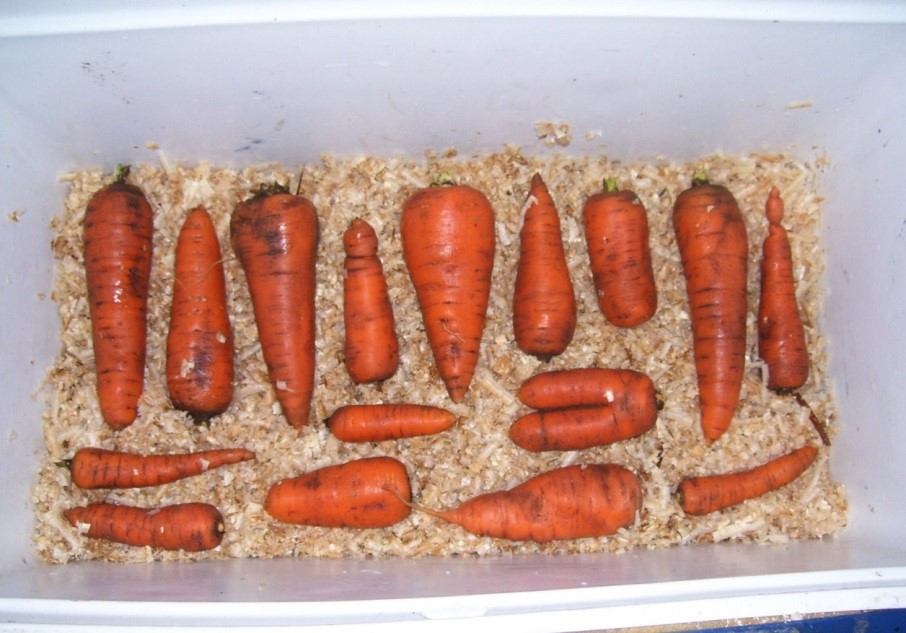 Jak prawidłowo przechowywać marchewki w lodówce i mieszkaniu