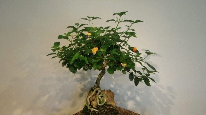 Jak wyhodować bonsai z nasion w domu?