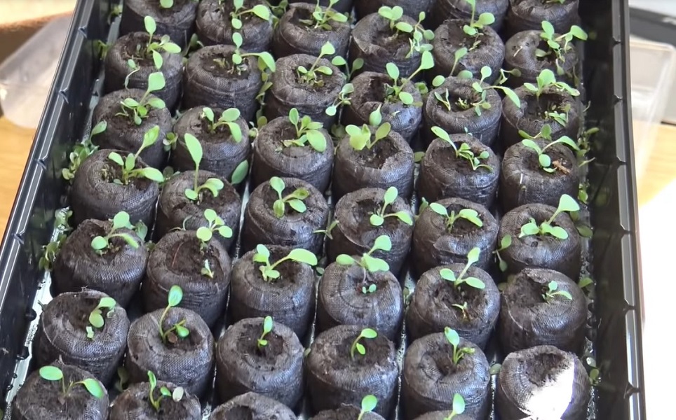 Uprawa truskawek z nasion w tabletkach torfowych