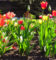 Kiedy wykopywać tulipany po kwitnieniu