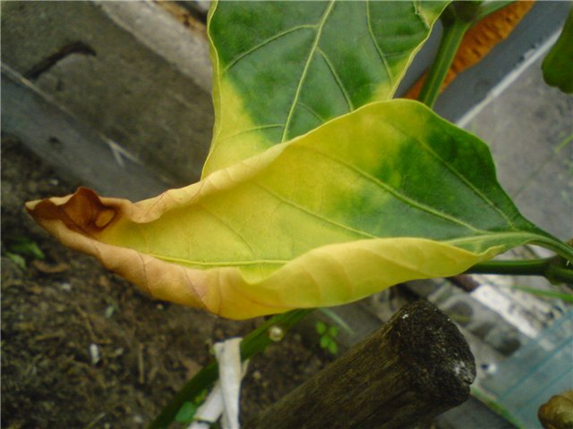 Dlaczego liście sadzonek pieprzu żółkną