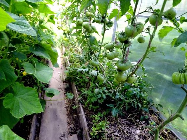 Jak sadzić pomidory i ogórki w tej samej szklarni