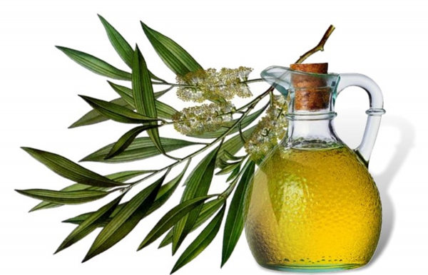 Olej z gałęzi Melaleuca i olej butelkowany